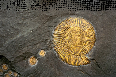 Photo d'un fossile pris dans la roche, reflet de l'histoire géologique de la Champagne